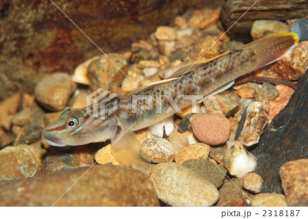 沖縄の淡水魚 ハゼの写真素材