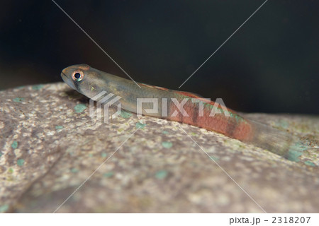 しましま 川魚 レッドデータブック 淡水魚 沖縄の川魚の写真素材 - PIXTA