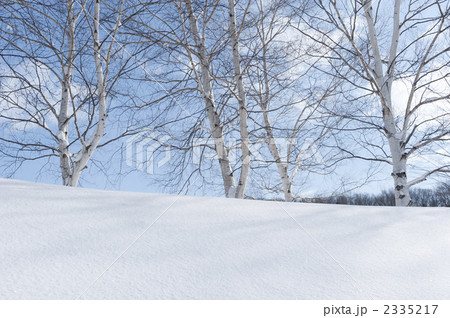 雪景色 シラカバ 白樺 積雪の写真素材 - PIXTA