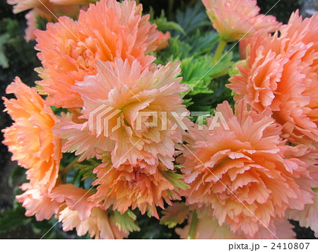 花 エラチオールベゴニア リーガスベゴニア 植物の写真素材