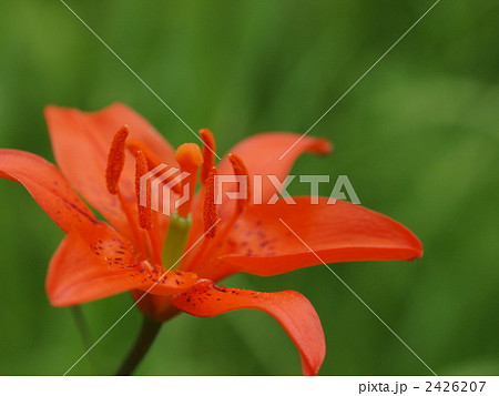 ヒメユリ 花 植物の写真素材