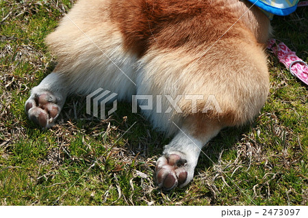 肉球 犬 後ろ足 動物の写真素材
