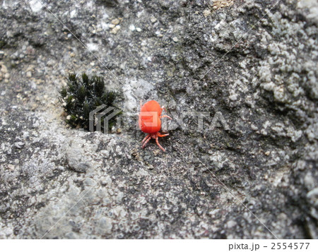 タカラダニの写真素材