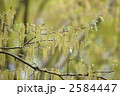 椚 クヌギの花 花言葉は たくわえ の写真素材 1755