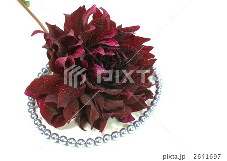 ダリア コクチョウ 黒蝶 こくちょうの写真素材