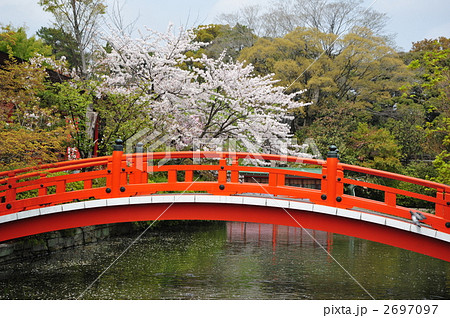 太鼓橋 池 朱塗り 桜の写真素材
