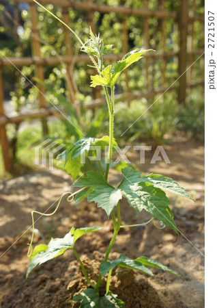 ゴーヤの苗の写真素材