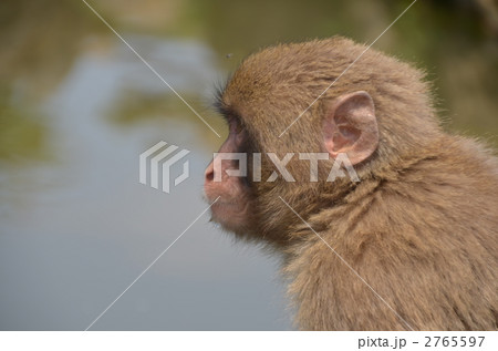 横顔 猿 さる 動物の写真素材
