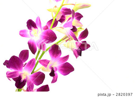 デンファレ 白バック 花 デンドロビウムファレノプシスの写真素材