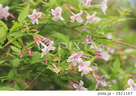 植物 花 ジャスミン 薄ピンク色の写真素材