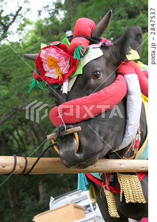 飾り牛 壬生の花田植 壬生の写真素材 - PIXTA