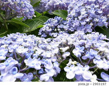 おたふく紫陽花の写真素材