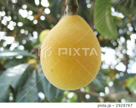 食べ物 琵琶 ビワ 季節の果物の写真素材