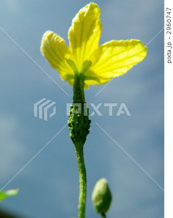 雌花 ツルレイシ 花 植物の写真素材