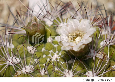 花 サボテン サボテンの花 新天地の写真素材