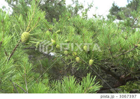 若い松ぼっくりの写真素材 - PIXTA