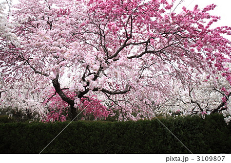 カナメ神宮 源平枝垂れ桃の写真素材