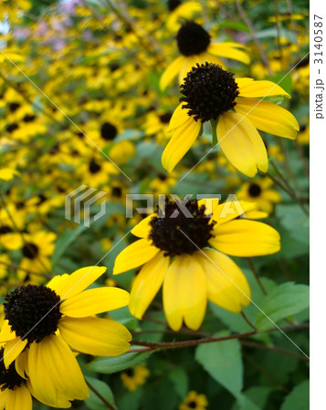 ルドベキア フルギダ系 ゴールドストラム 黄色の花の写真素材