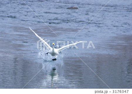 コハクチョウ 正面 安曇野 白鳥湖の写真素材