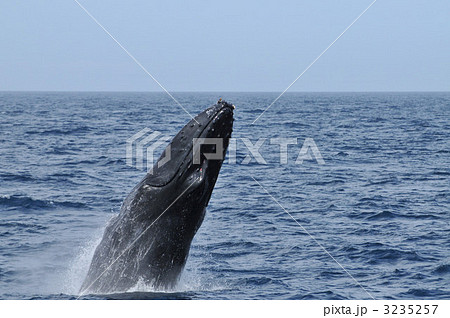 クジラのジャンプの写真素材