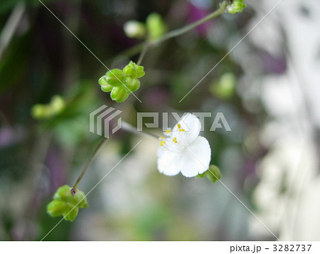 ブライダルベール 白い花 白い小花 植物の写真素材