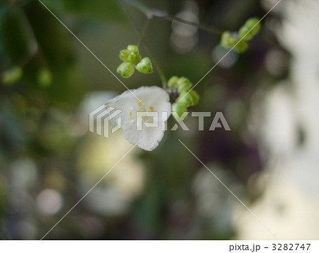 ブライダルベール 白い小花 白い花 つる草の写真素材