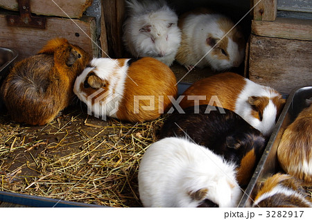 モルモット テンジクネズミ 天竺鼠 ペットの写真素材