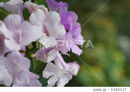 ガーリックバインの写真素材