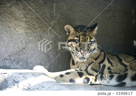 ヒョウ 動物 豹 レパードの写真素材