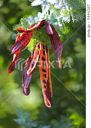ミモザ アカシア 実 植物の写真素材