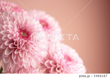 スプレーマム ロリポップ 西洋菊 花の写真素材