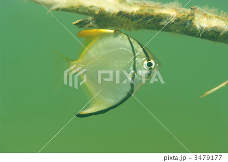 ヒメツバメウオの写真素材