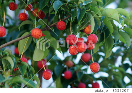 ブツブツ 植物 コーナスの写真素材