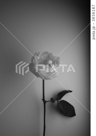 屋内 一輪 白黒 薔薇の写真素材