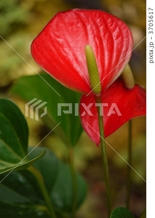 ベニウチワ 植物 緑の葉 赤い葉の写真素材 ベニウチワ 植物 緑の葉 赤い葉の写真素材