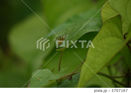 緑色の蜘蛛の写真素材