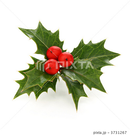 ヒイラギ 柊 クリスマスホーリー ホーリーの写真素材 Pixta