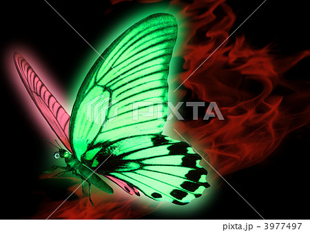 イラスト 幻想 的 蝶々 イラストの種類はこちら