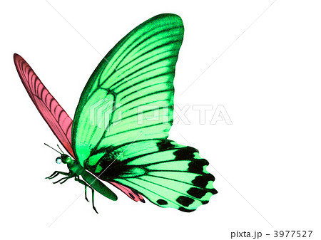 鱗翅類 蝶 幻想的 綺麗 ファンタジーのイラスト素材