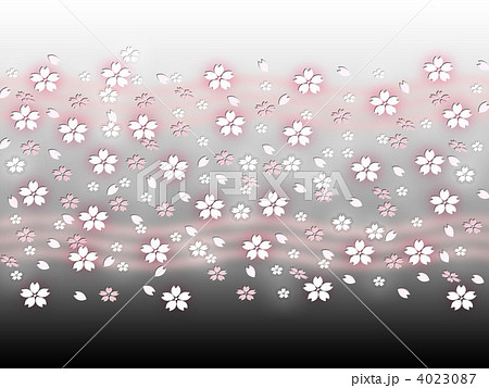 さくら 黒バック 桜吹雪 黒背景のイラスト素材