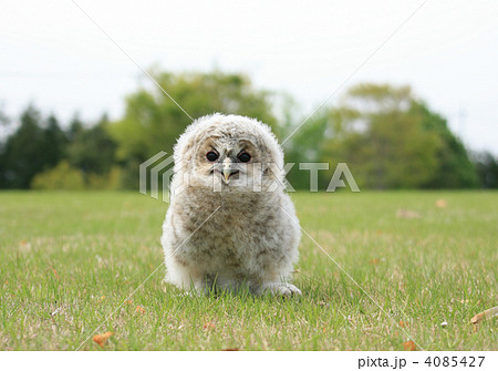 フクロウの赤ちゃんの写真素材