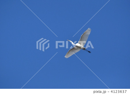 白鷺 飛翔 飛ぶ サギの写真素材 - PIXTA