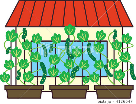 キュウリ 緑のカーテン 緑 きゅうりのイラスト素材