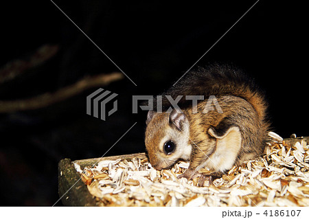 モモンガ ヤマネ ムササビ 餌台の写真素材