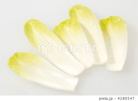 野菜 チコリ アンディーブ 西洋野菜の写真素材 - PIXTA