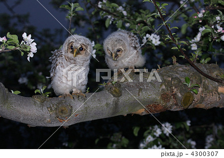 フクロウの赤ちゃんの写真素材