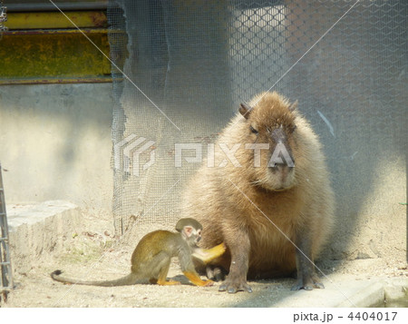 カピバラ リスザル 動物園 東武動物公園の写真素材