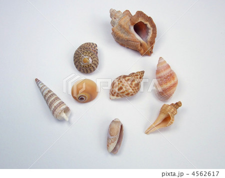 テングニシの写真素材 - PIXTA