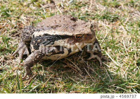toad ガマガエルの写真素材 - PIXTA