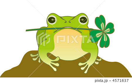 緑色 クローバー カエル 四葉の写真素材